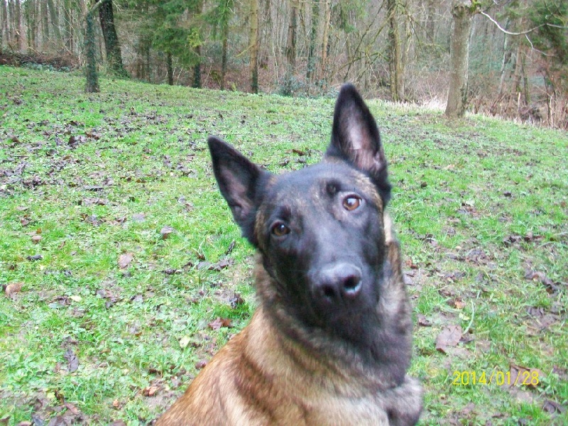 Publication : des Bergers De Turons Auteur : vassard alexandra