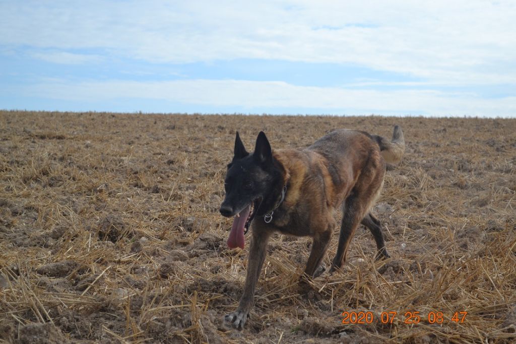 Publication : des Bergers De Turons Auteur : vassard alexandra