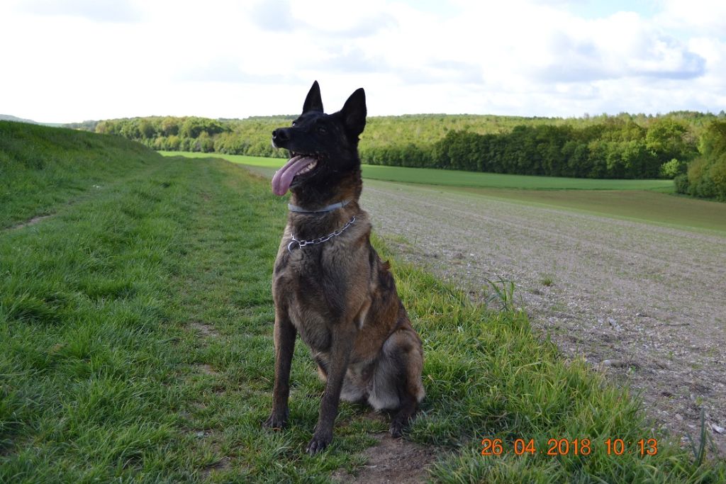 Publication : des Bergers De Turons Auteur : vassard alexandra