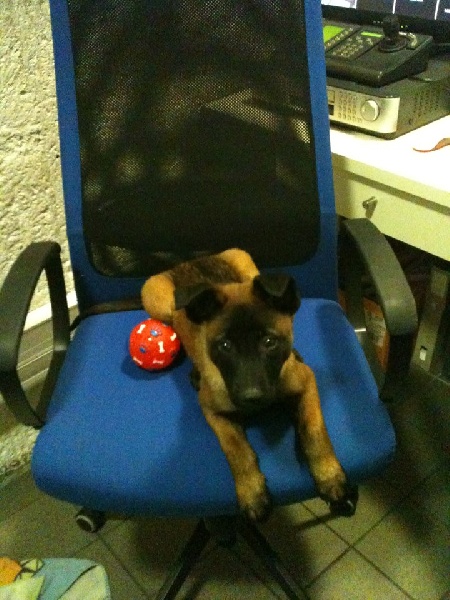 Publication : des Bergers De Turons Auteur : vassard alexandra