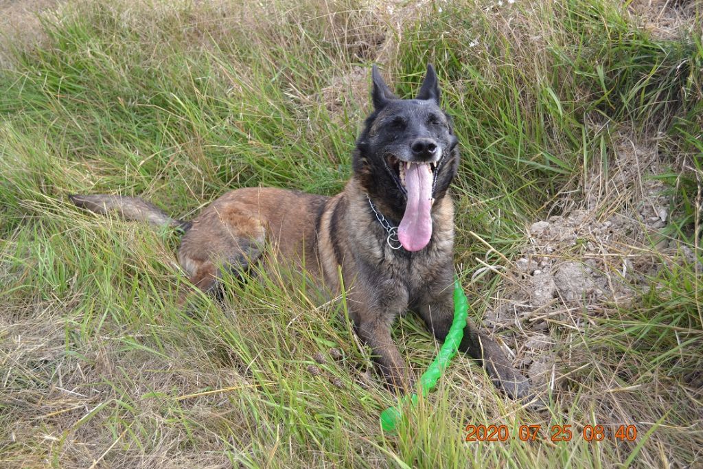 Publication : des Bergers De Turons Auteur : vassard alexandra