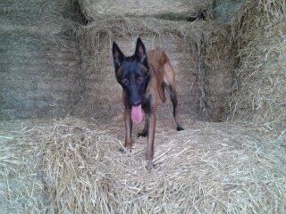 Publication : des Bergers De Turons Auteur : vassard alexandra