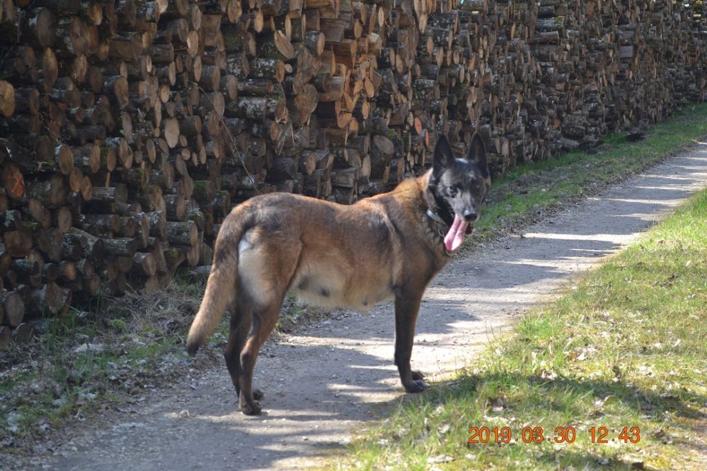 Publication : des Bergers De Turons Auteur : vassard alexandra