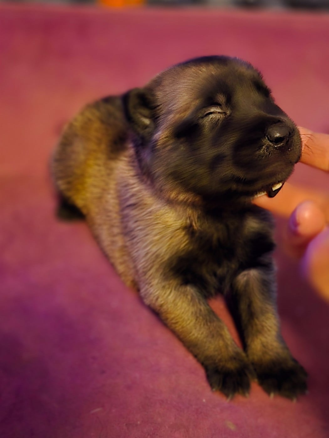 Femelle vert - Berger Belge