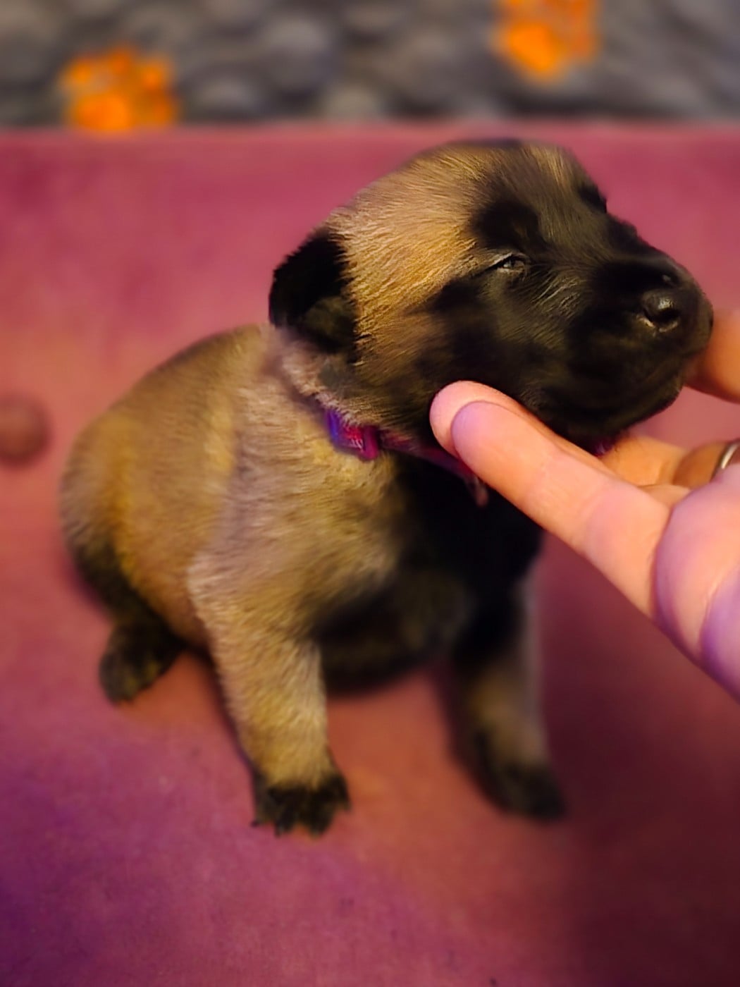 Femelle violette - Berger Belge