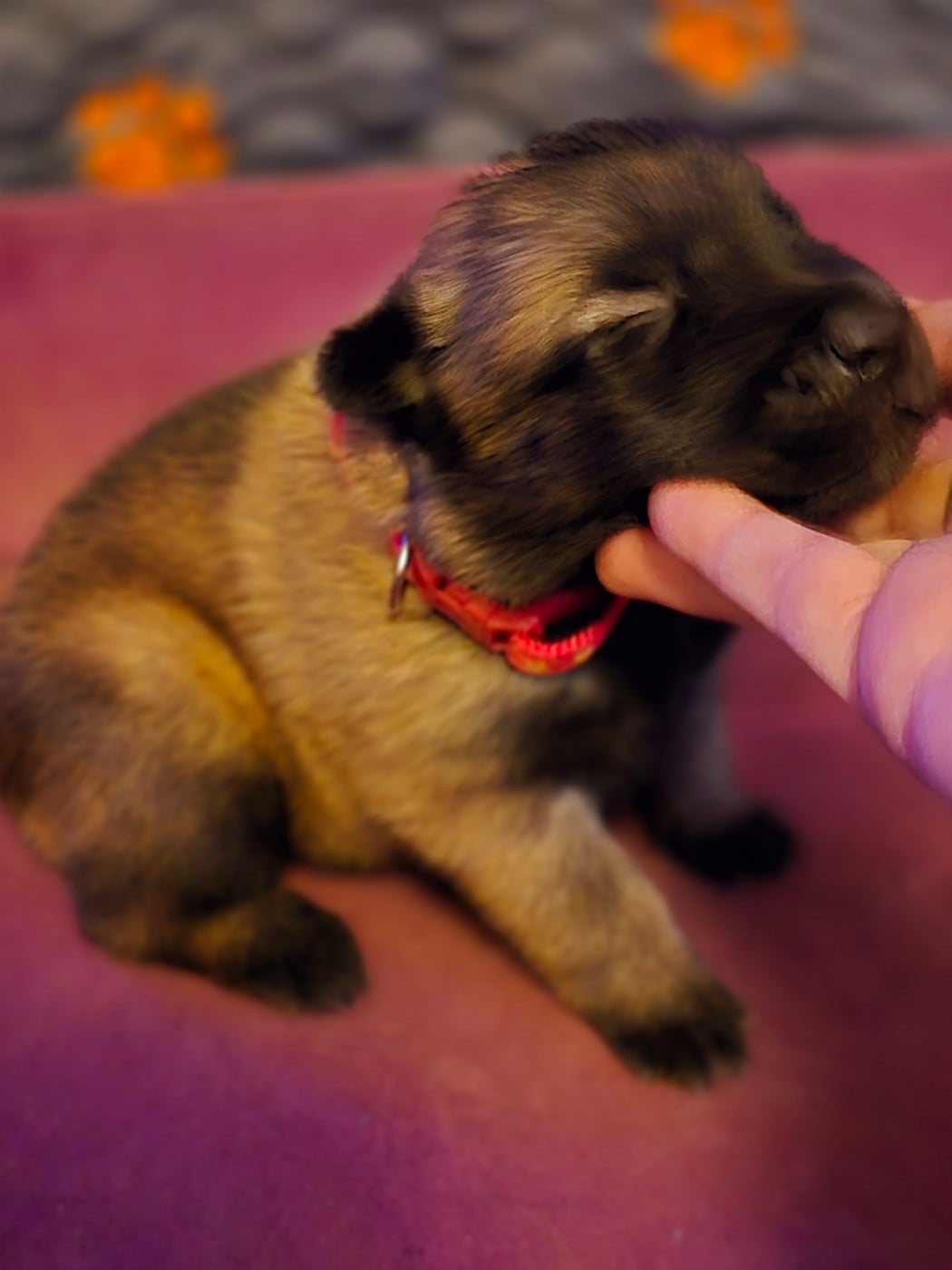 Femelle rouge - Berger Belge