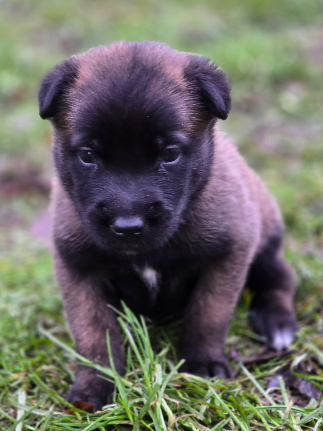 Femelle rose - Berger Belge