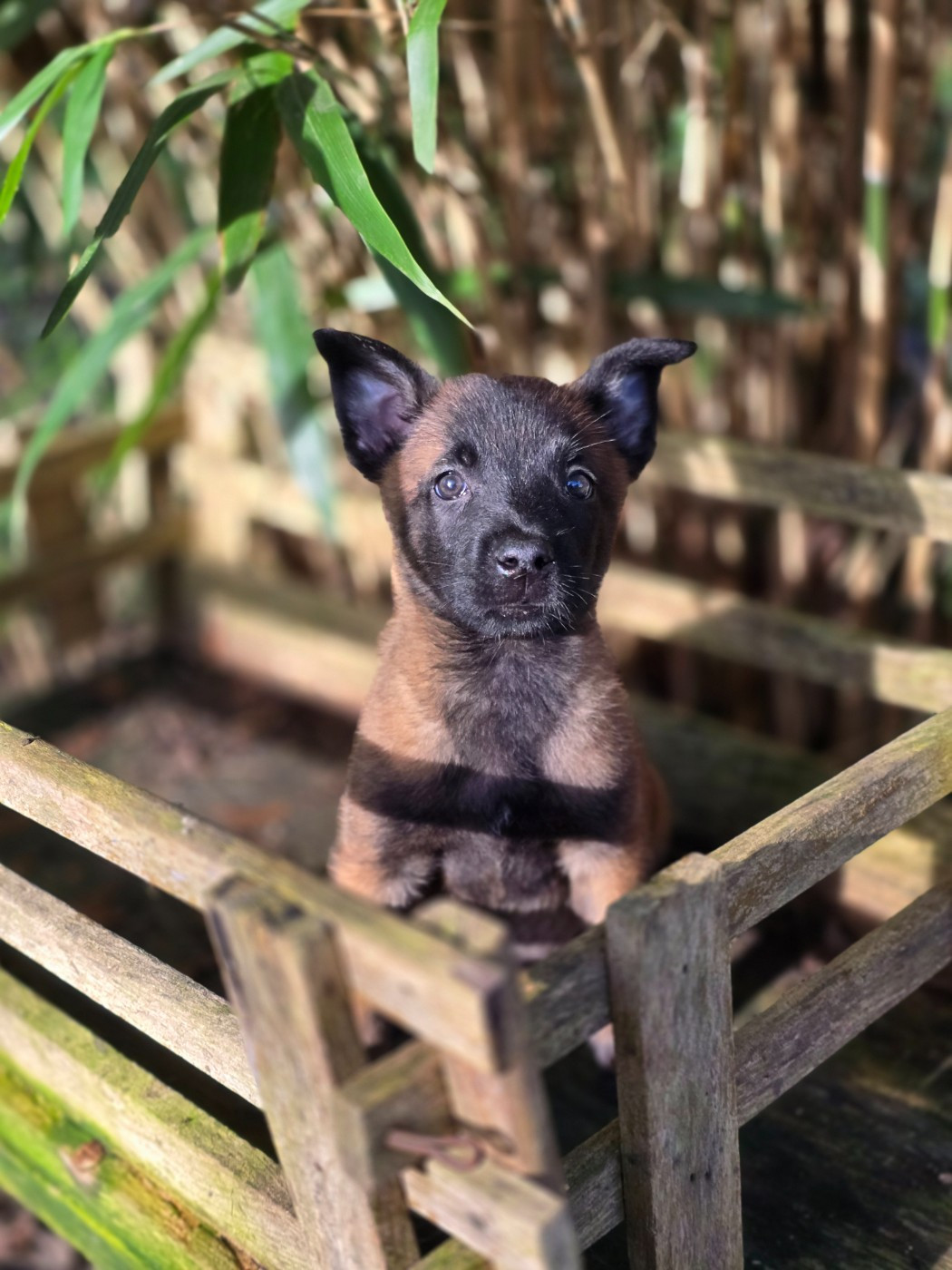 Femelle sans collier achat - Berger Belge