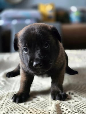 Les chiots de Berger Belge