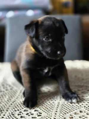 Les chiots de Berger Belge