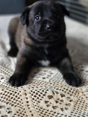 Les chiots de Berger Belge