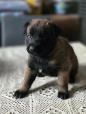 Les chiots de Berger Belge