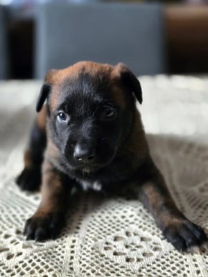 Les chiots de Berger Belge