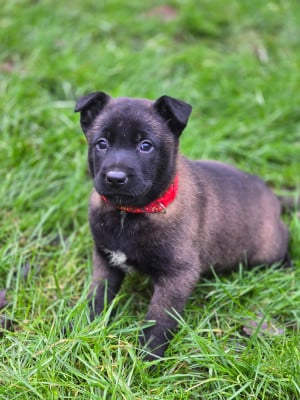 Les chiots de Berger Belge