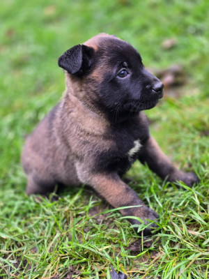 Les chiots de Berger Belge