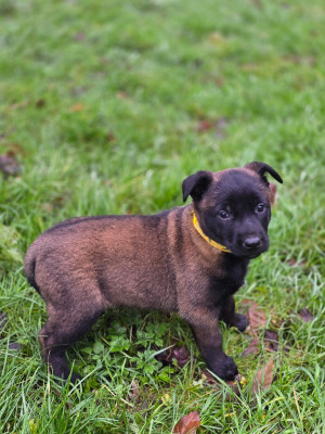 Les chiots de Berger Belge