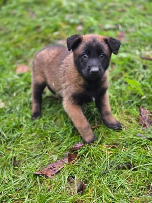 Les chiots de Berger Belge