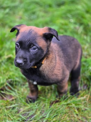 Les chiots de Berger Belge