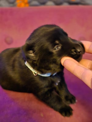 Les chiots de Berger Belge