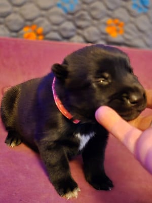 Femelle rose - Berger Belge