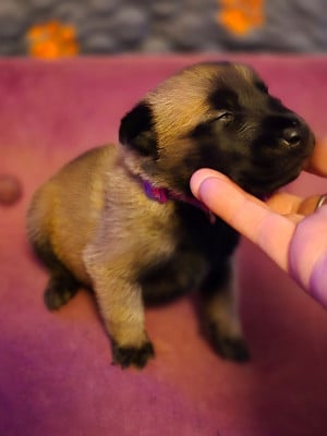 Femelle violette - Berger Belge