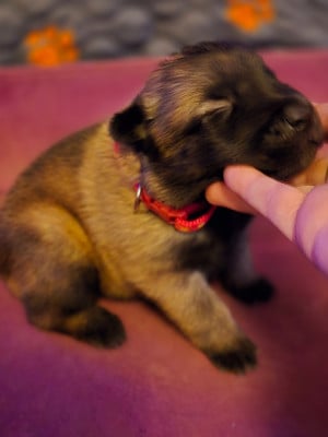 Femelle rouge - Berger Belge