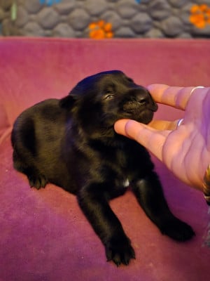 Mec sans collier - Berger Belge