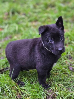 Les chiots de Berger Belge