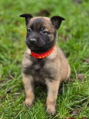 Les chiots de Berger Belge