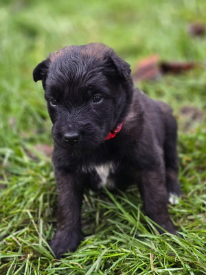 Les chiots de Berger Belge