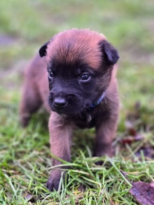 Les chiots de Berger Belge
