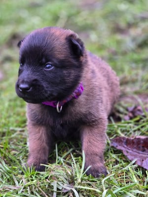 Les chiots de Berger Belge