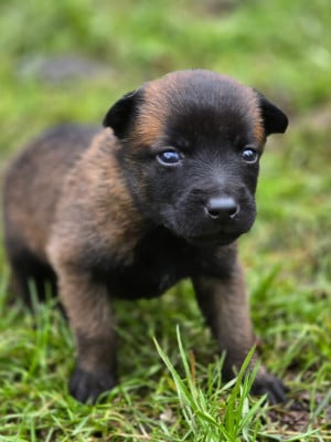 Les chiots de Berger Belge