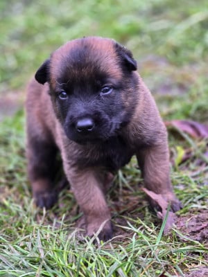 Les chiots de Berger Belge