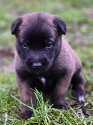 Les chiots de Berger Belge