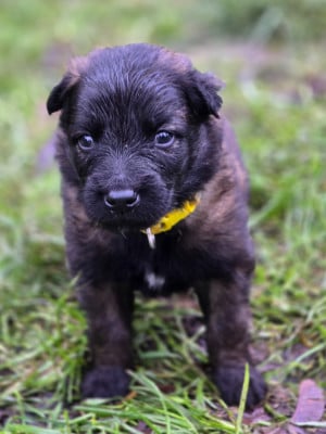 Les chiots de Berger Belge