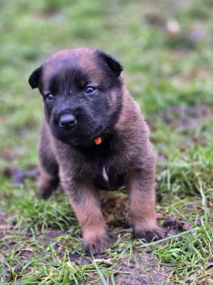 Les chiots de Berger Belge