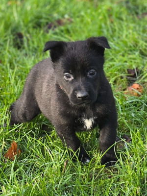 Les chiots de Berger Belge
