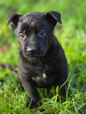 Les chiots de Berger Belge