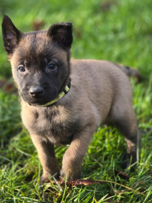 Les chiots de Berger Belge