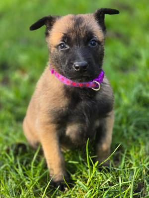 Les chiots de Berger Belge