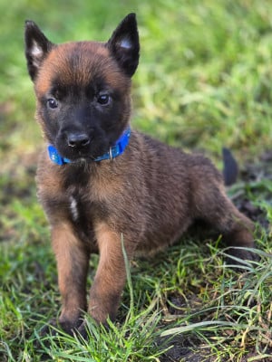 Les chiots de Berger Belge