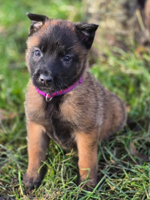 Les chiots de Berger Belge