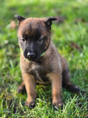Les chiots de Berger Belge