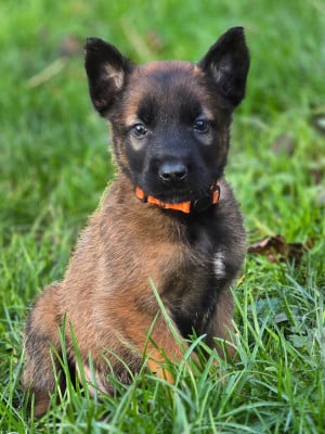 Les chiots de Berger Belge