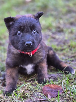 Les chiots de Berger Belge