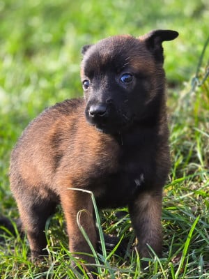 Les chiots de Berger Belge