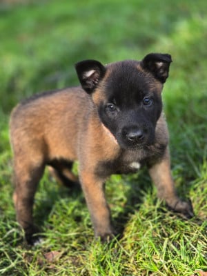 Les chiots de Berger Belge
