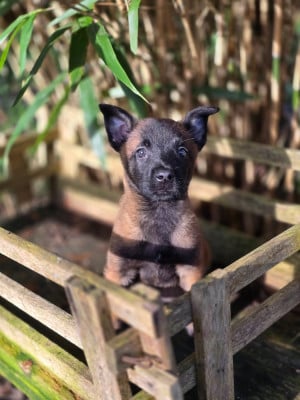Les chiots de Berger Belge