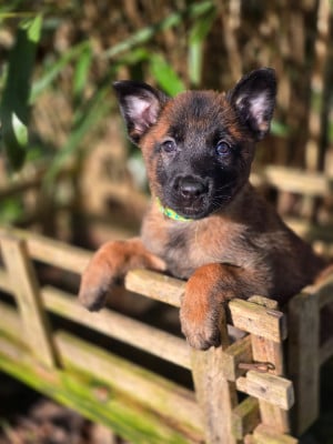 Les chiots de Berger Belge